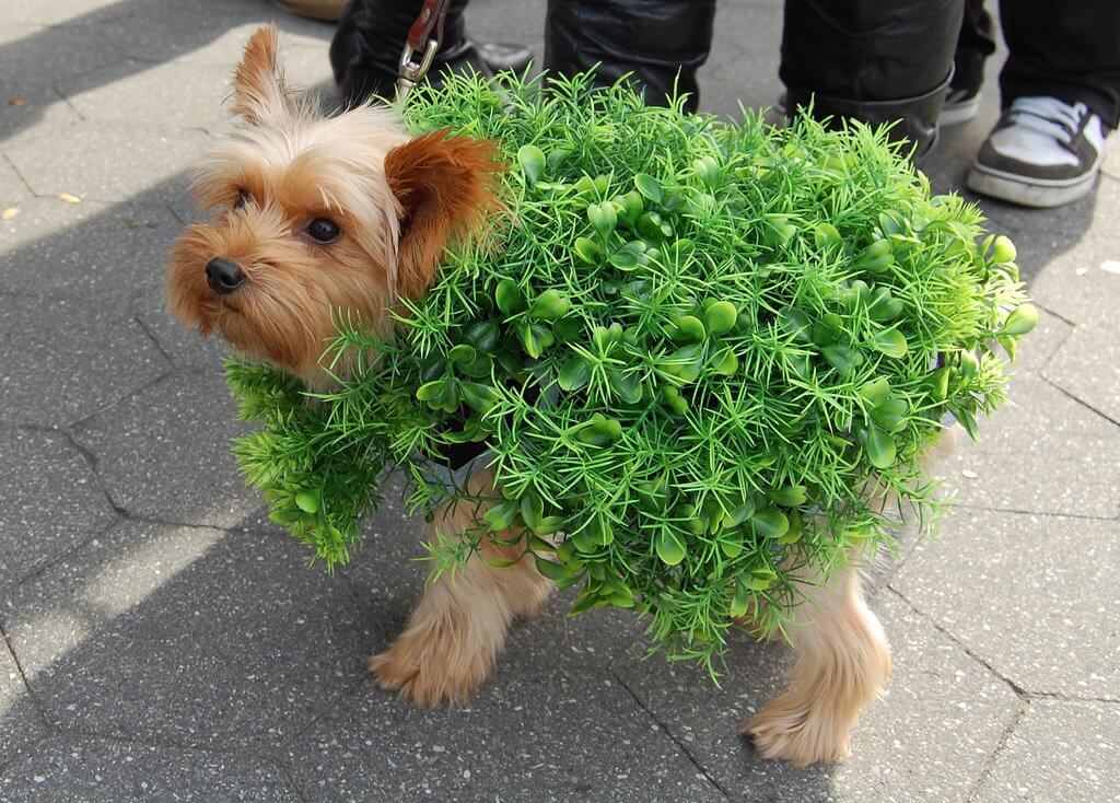 10 Ridiculously Adorable Dog Costumes