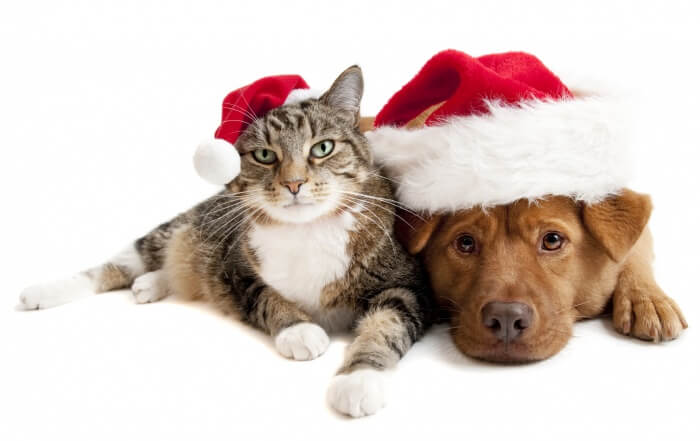 10 Totally Adorable Christmas Pics of Cats and Dogs