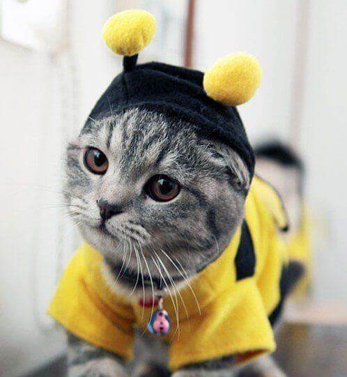 10 Ridiculously Adorable Cat Costumes