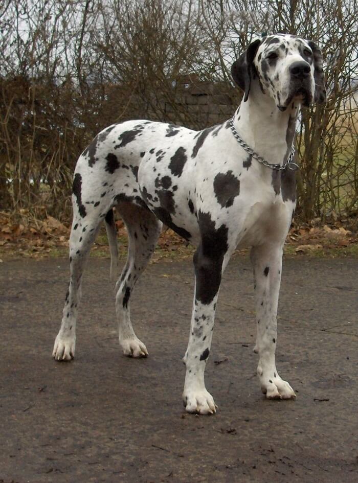 10 Extremely Dangerous Dog Breeds
