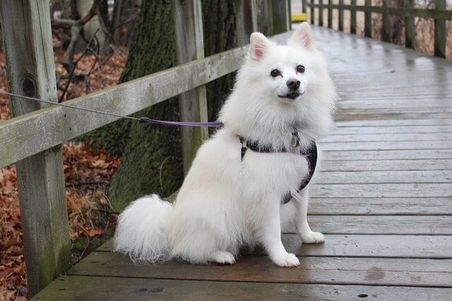 21 Insanely Cute Dogs That Will Make You Smile