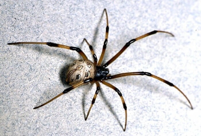6 Spiders You DO NOT Want To Meet & Where They Live