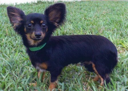 10 Cutest Mixed Breed Dogs You'll Want to Adopt Right Now