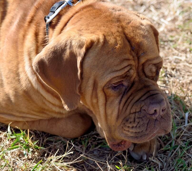 6 Dangerous Dog Treats That May Harm Your Dog