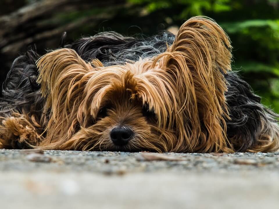 5 Surprising Human Foods That Are Harmful To Dogs