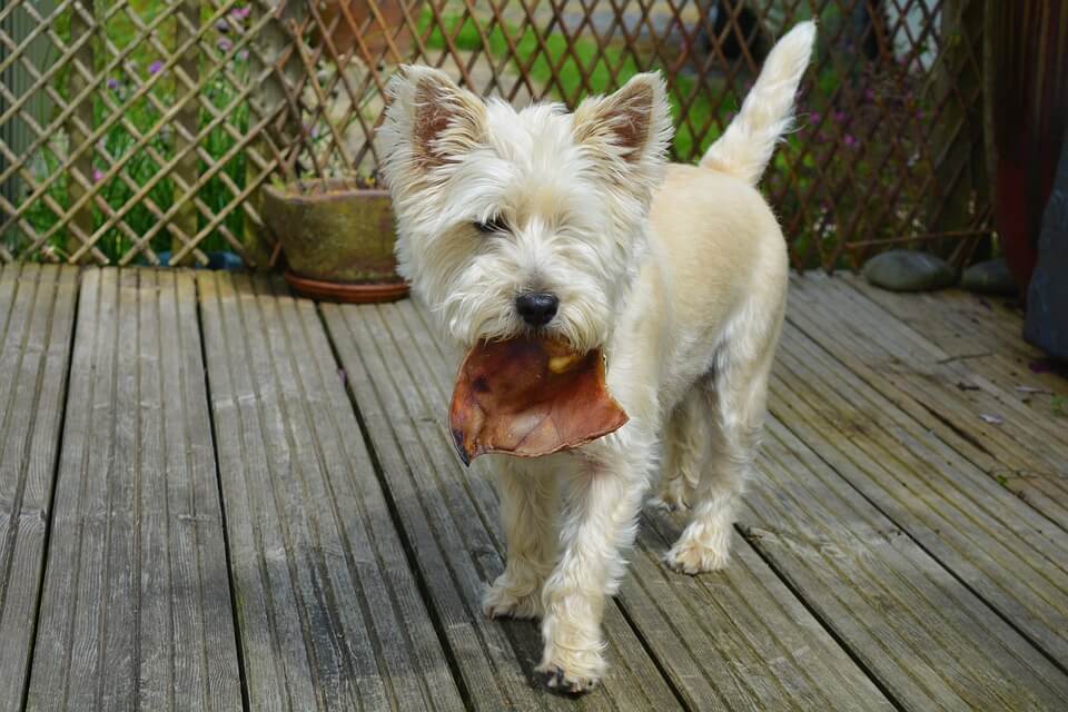 4 Best Treats to Keep Your Dog's Breath Fresh