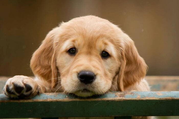Most Popular Dog Breeds & Names