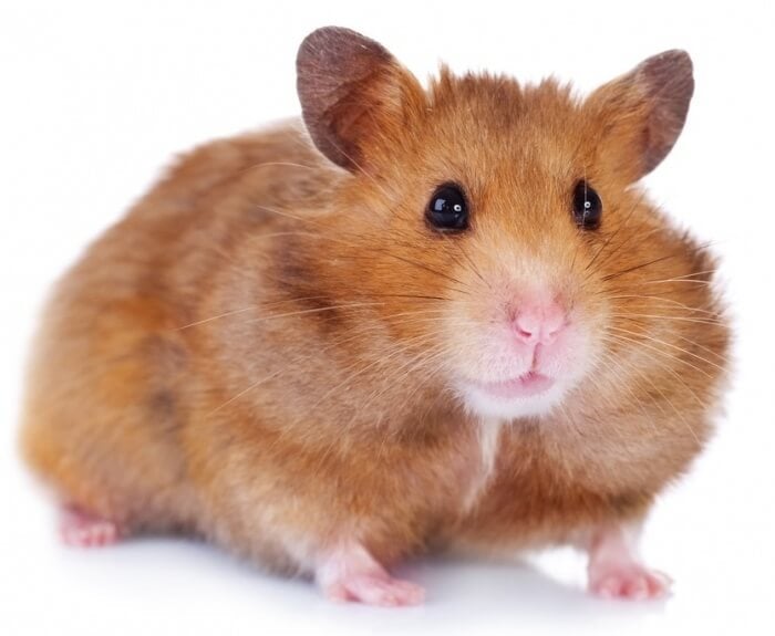 Shocking Stories About Animals Who Ate Their Owners