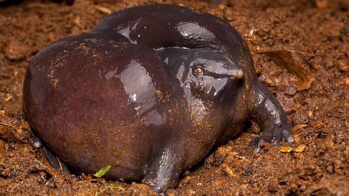 15 Unusual Animals That You Wouldn't Believe Were Real