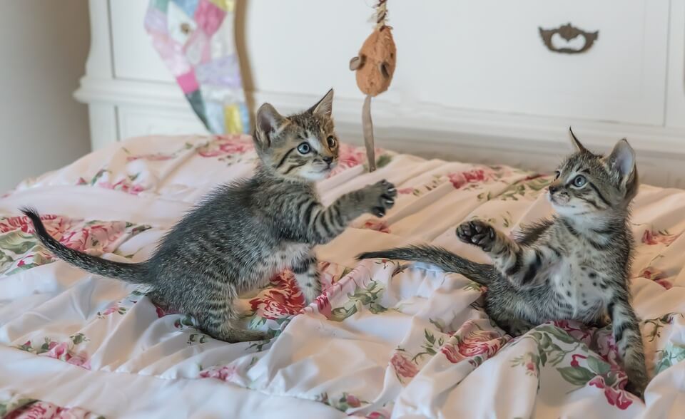 4 Superfoods to Keep Your Kitty Purring