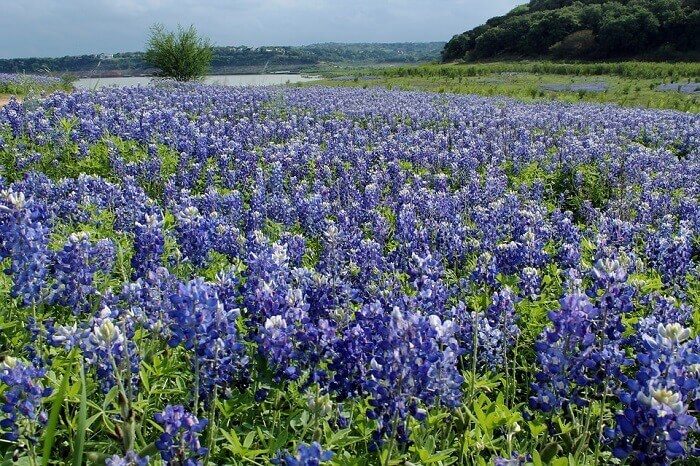 10 Best Places To See Spring Flowers In The United States
