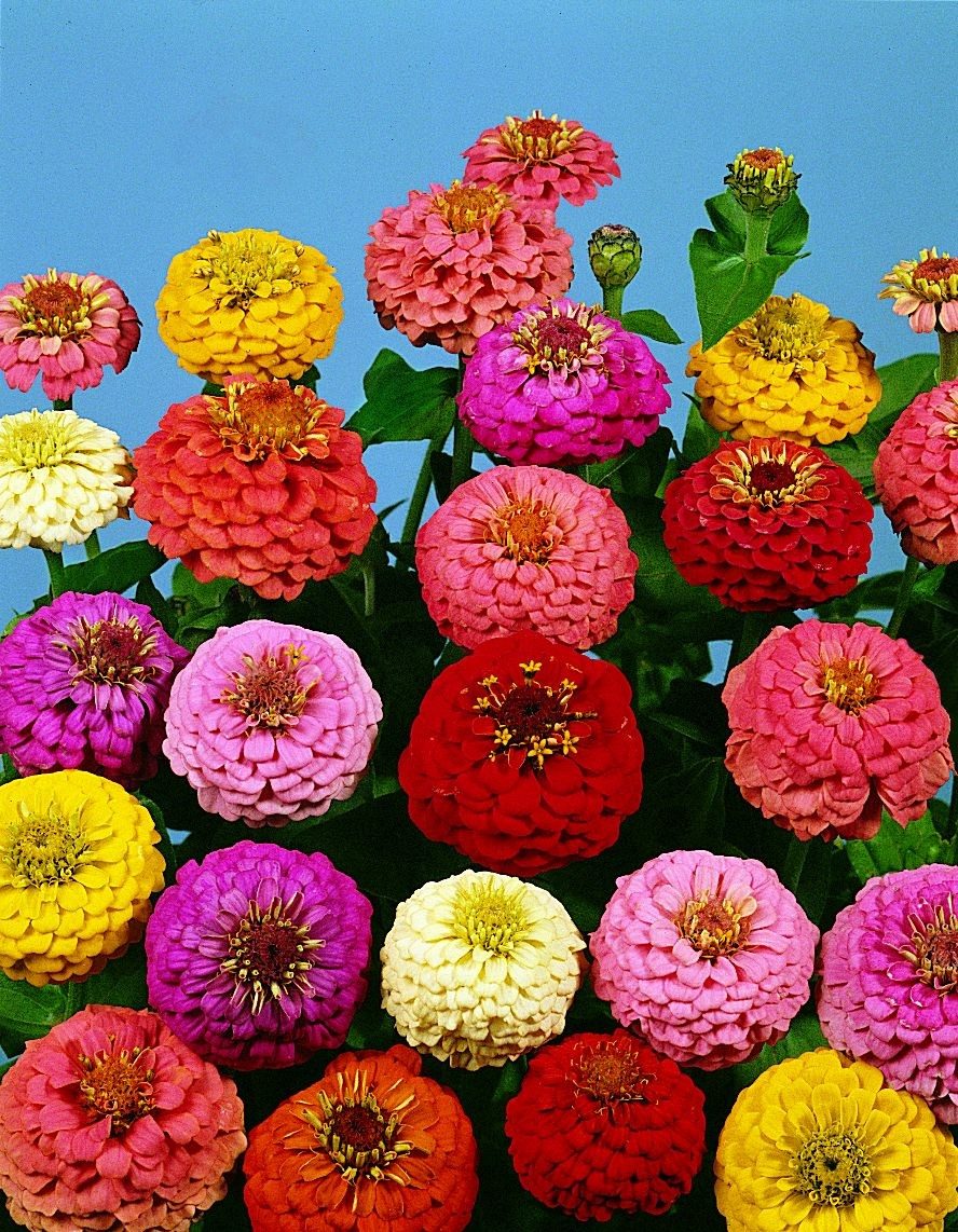 5 Best Flowers To Plant In Spring